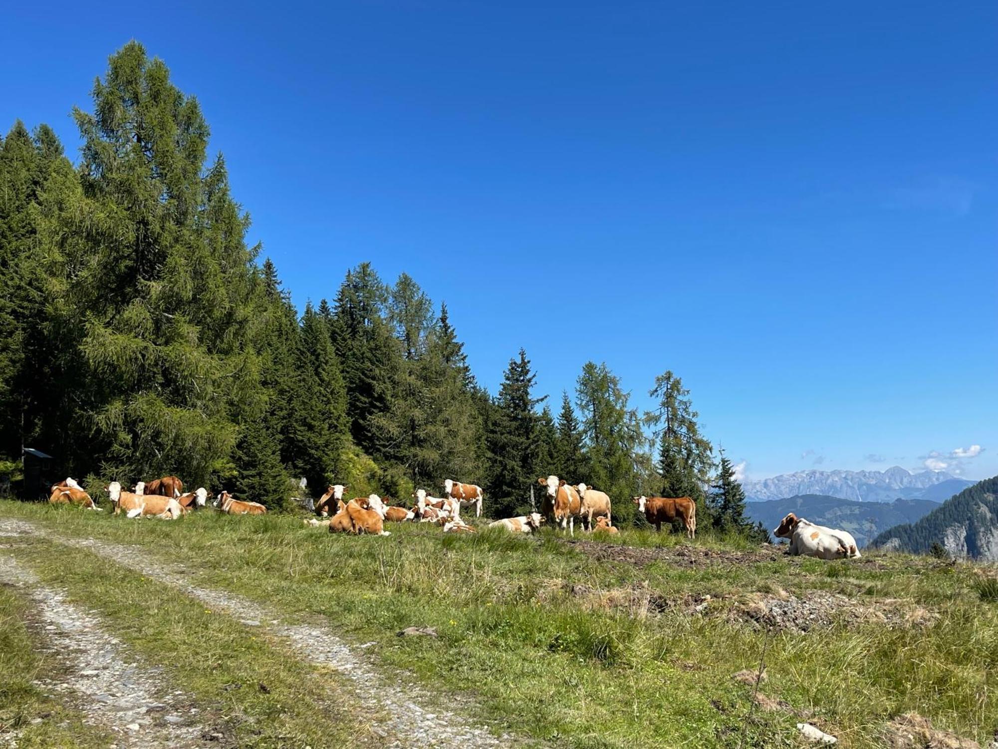 Gaestezimmer Peterbauer Apartment Dorfgastein Bagian luar foto